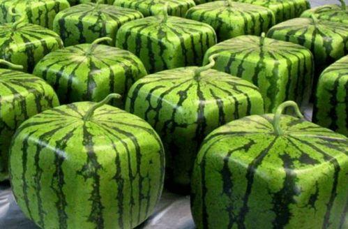 吃瓜哪里找,探寻最佳吃瓜地点攻略