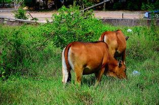 老牛吃瓜视频全集,揭秘视频全集背后的惊人真相