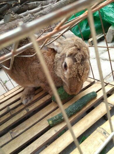 吃瓜小兔兔,揭秘娱乐圈那些不为人知的幕后故事