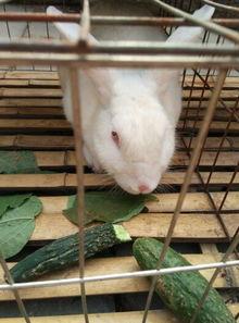 吃瓜小兔兔,揭秘娱乐圈那些不为人知的幕后故事