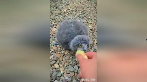 老鹰吃小鸡瓜,自然法则下的生存智慧