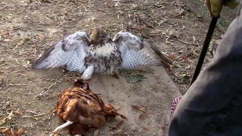 老鹰吃小鸡瓜,自然法则下的生存智慧