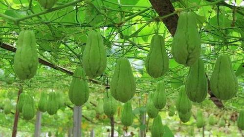 铁铁们吃瓜,揭秘娱乐圈那些不为人知的幕后故事