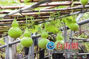 女子吃葫芦瓜,女子独享的清新美味探索