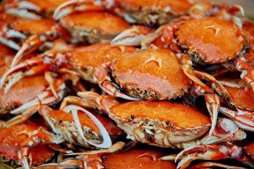 螃蟹吃高瓜吗,探究它们对高瓜的喜爱程度