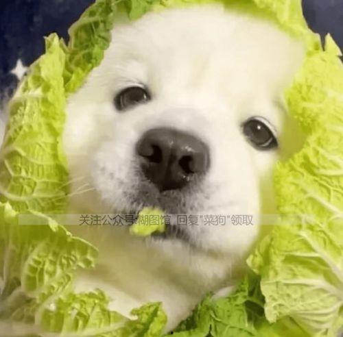 吃瓜狗头情侣头像,吃瓜狗头情侣头像背后的浪漫故事