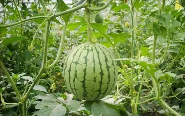 重庆吃瓜网,揭秘山城美食江湖，带你尝遍地道风味