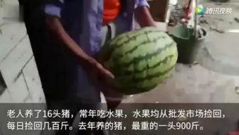 重庆吃瓜网,揭秘山城美食江湖，带你尝遍地道风味