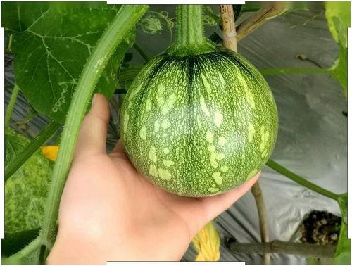 浙江育英吃瓜,吃瓜群众揭秘校园风云