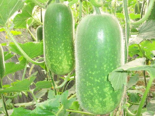 磁瓜怎样吃,轻松掌握美味制作技巧