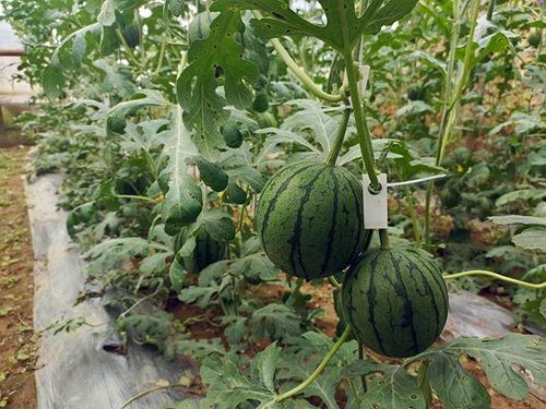 可以吃的瓜很小,甜蜜滋味无限