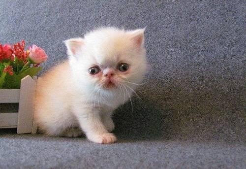 小猫嚷着吃瓜,一场关于美食与童趣的欢乐盛宴