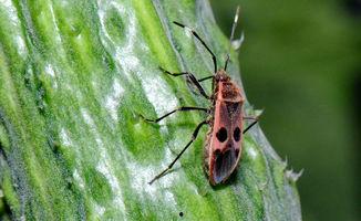 吃瓜虫,探寻神秘生物的生存智慧