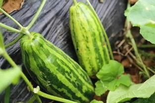 吃瓜的涵义,网络时代的围观力量