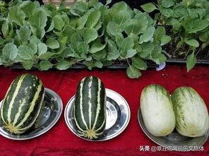 好吃街兴化吃瓜,瓜果飘香，尽享夏日美味之旅