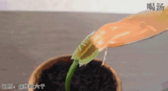 带你吃瓜奇葩植物视频,带你探索带你吃瓜的植物世界