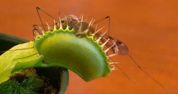 带你吃瓜奇葩植物视频,带你探索带你吃瓜的植物世界