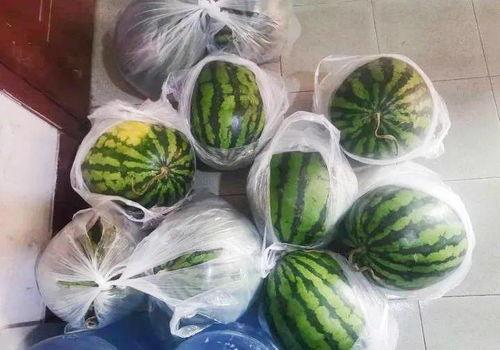 喜娘吃瓜,揭秘婚礼现场的趣味瞬间