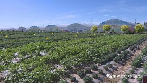 吃瓜基地平罗,吃瓜基地里的甜蜜生活