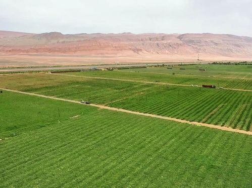 吃瓜基地平罗,吃瓜基地里的甜蜜生活