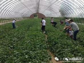 吃瓜基地平罗,吃瓜基地里的甜蜜生活
