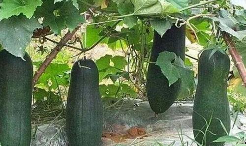 吃花不如吃瓜的说说,探寻“吃花不如吃瓜”的饮食智慧