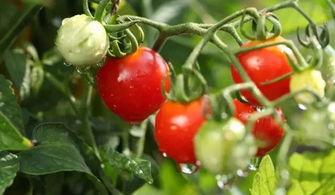 吃花不如吃瓜的说说,探寻“吃花不如吃瓜”的饮食智慧