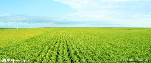 农田吃瓜拍照图片,农田吃瓜拍照记