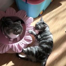 喵猫吃瓜,揭秘娱乐圈幕后故事