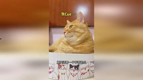 喵猫吃瓜,揭秘娱乐圈幕后故事