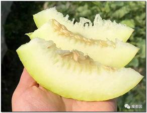 婆婆的瓜怎么吃,这样吃最营养美味