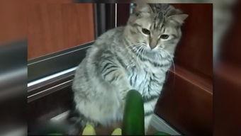 吃瓜的小猫,趣味横生的日常瞬间