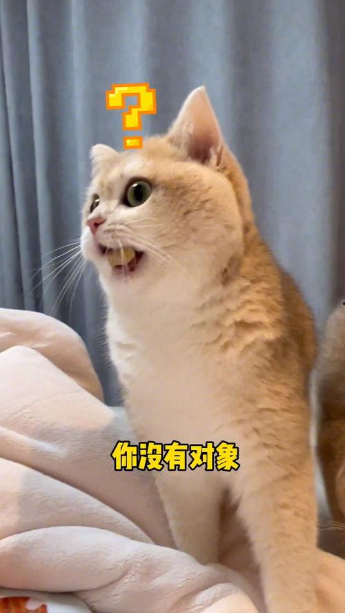 小猫吃瓜群众图,萌宠视角下的趣味生活瞬间