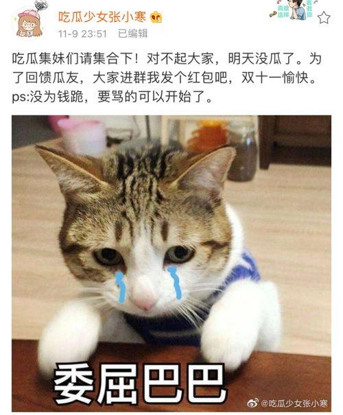 小猫吃瓜群众图,萌宠视角下的趣味生活瞬间