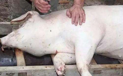 非洲猪瘟吃瓜视频,吃瓜群众围观病毒肆虐真相