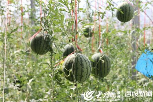 滨州大瓜吃瓜视频,揭秘吃瓜视频背后的热点事件