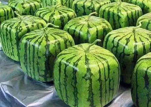 吃瓜的多,吃瓜群众视角下的娱乐圈风云录