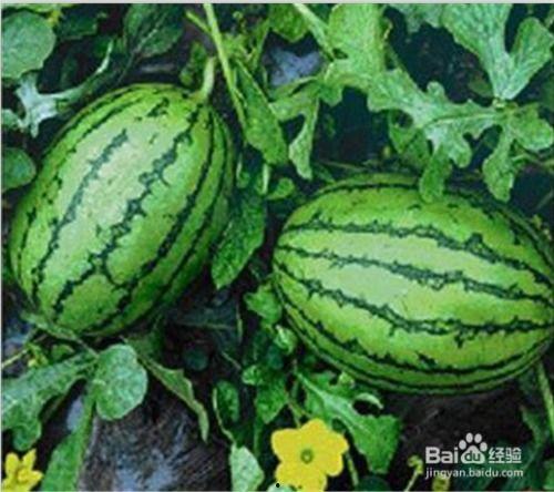 吃瓜从哪里看,从网络热议到现实生活