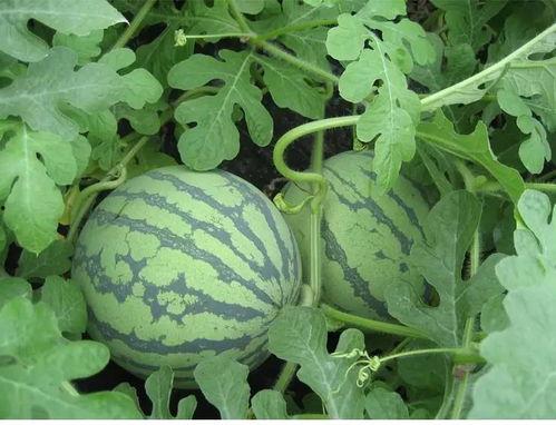 看花和吃瓜朗读,一场别开生面的朗读盛宴