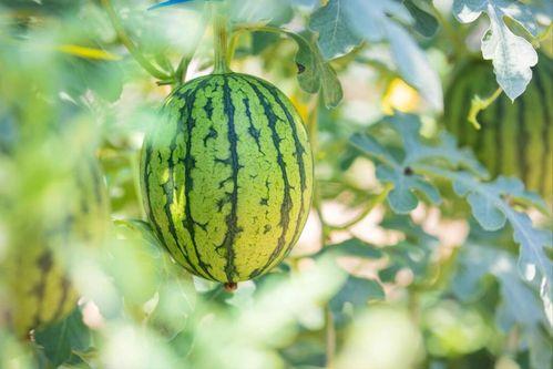 看花和吃瓜朗读,一场别开生面的朗读盛宴