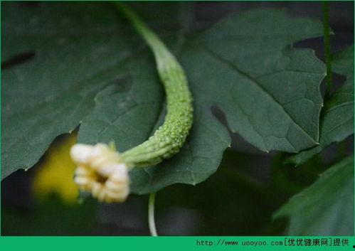 打胎以后吃洋瓜,健康恢复新篇章