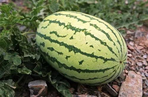 吃瓜十八第5集,揭秘神秘事件，悬念迭起引观众热议