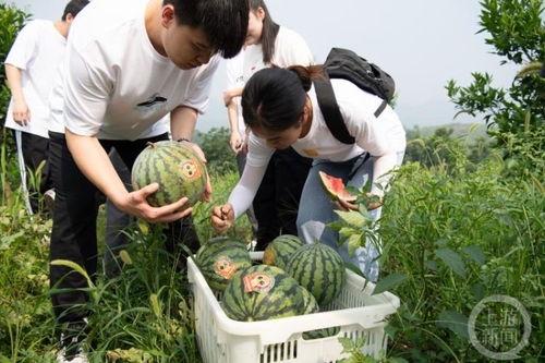 最新高校吃瓜,揭秘校园里的最新“吃瓜”事件
