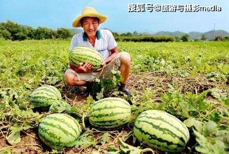 励志吃瓜的瓜农,吃瓜也能成就人生传奇