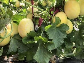 周八吃瓜,揭秘娱乐圈那些不为人知的幕后故事