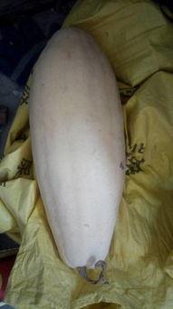 大白在吃瓜风情,揭秘娱乐圈那些不为人知的幕后故事