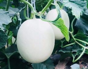 大白在吃瓜风情,揭秘娱乐圈那些不为人知的幕后故事