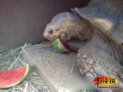 什么动物咬瓜吃瓜,揭秘咬瓜吃瓜的神秘动物之谜