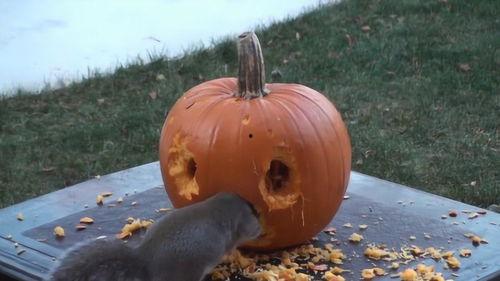 什么动物咬瓜吃瓜,揭秘咬瓜吃瓜的神秘动物之谜