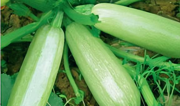 吃白瓜好处,健康生活新选择